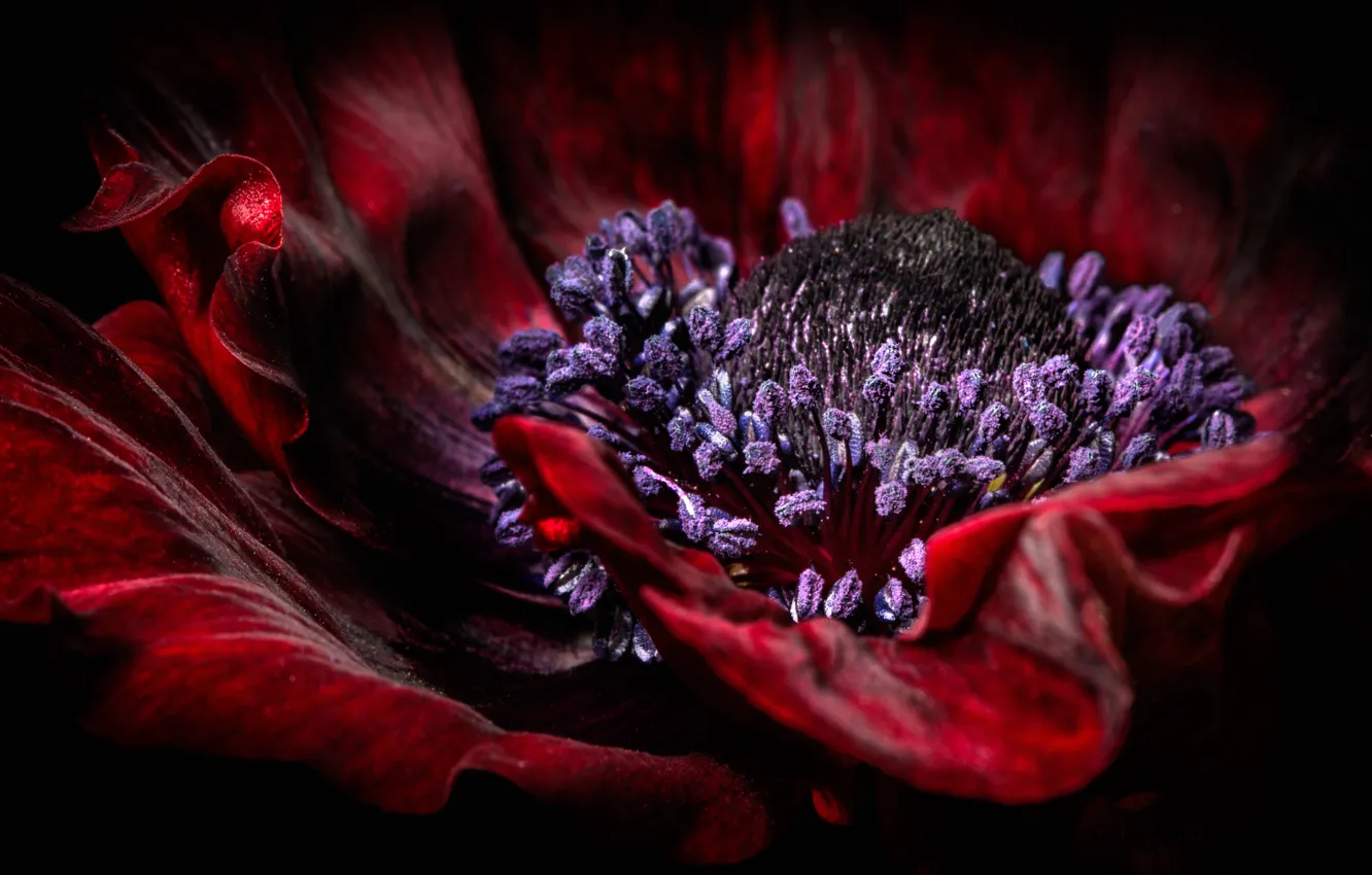 Photo wallpaper macro, Mac, Terry, Velvet nights