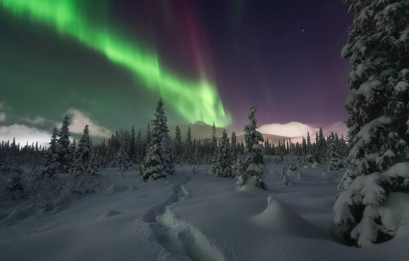 Photo wallpaper winter, forest, snow, Northern lights, ate, the snow, Russia, Khibiny