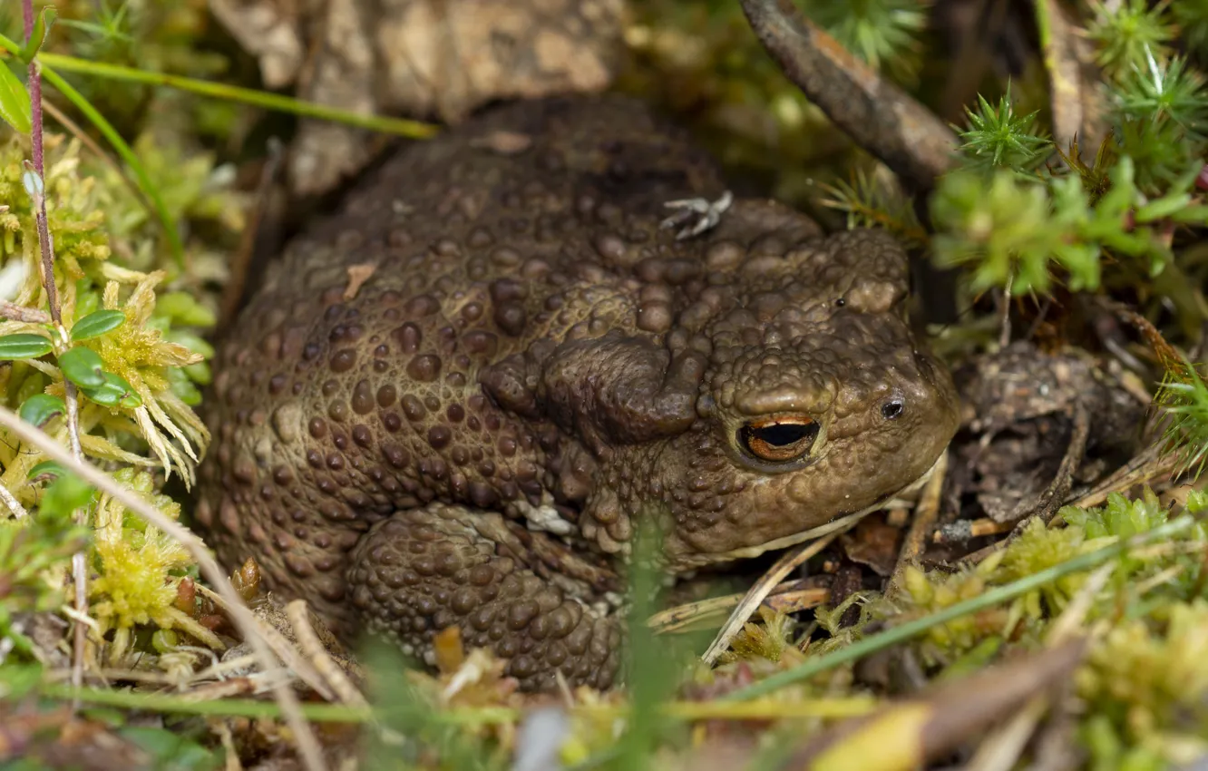 Photo wallpaper forest, grass, macro, toad