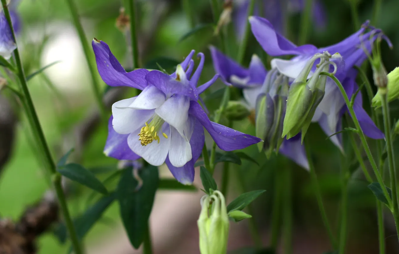 Photo wallpaper macro, the catchment, Aquilegia