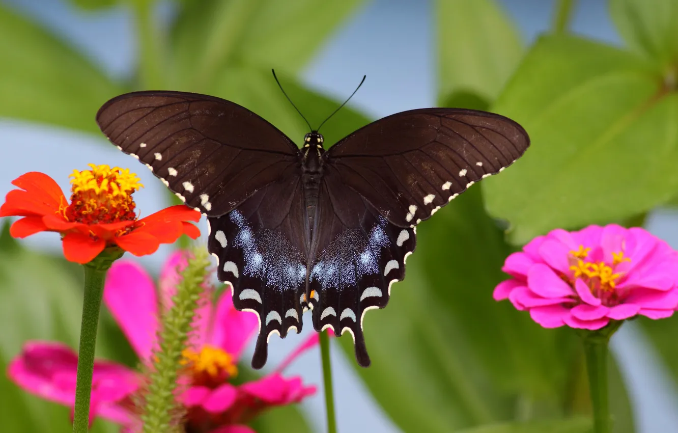 Photo wallpaper flowers, nature, butterfly, wings, insect, moth