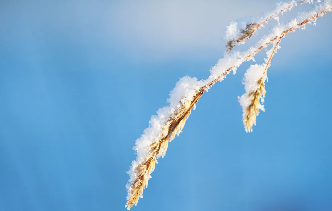 Photo wallpaper the sky, grass, snow, background, spike