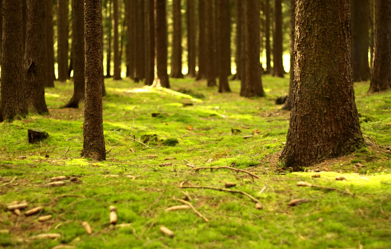 Photo wallpaper forest, trees, nature, branch, trunk, weed