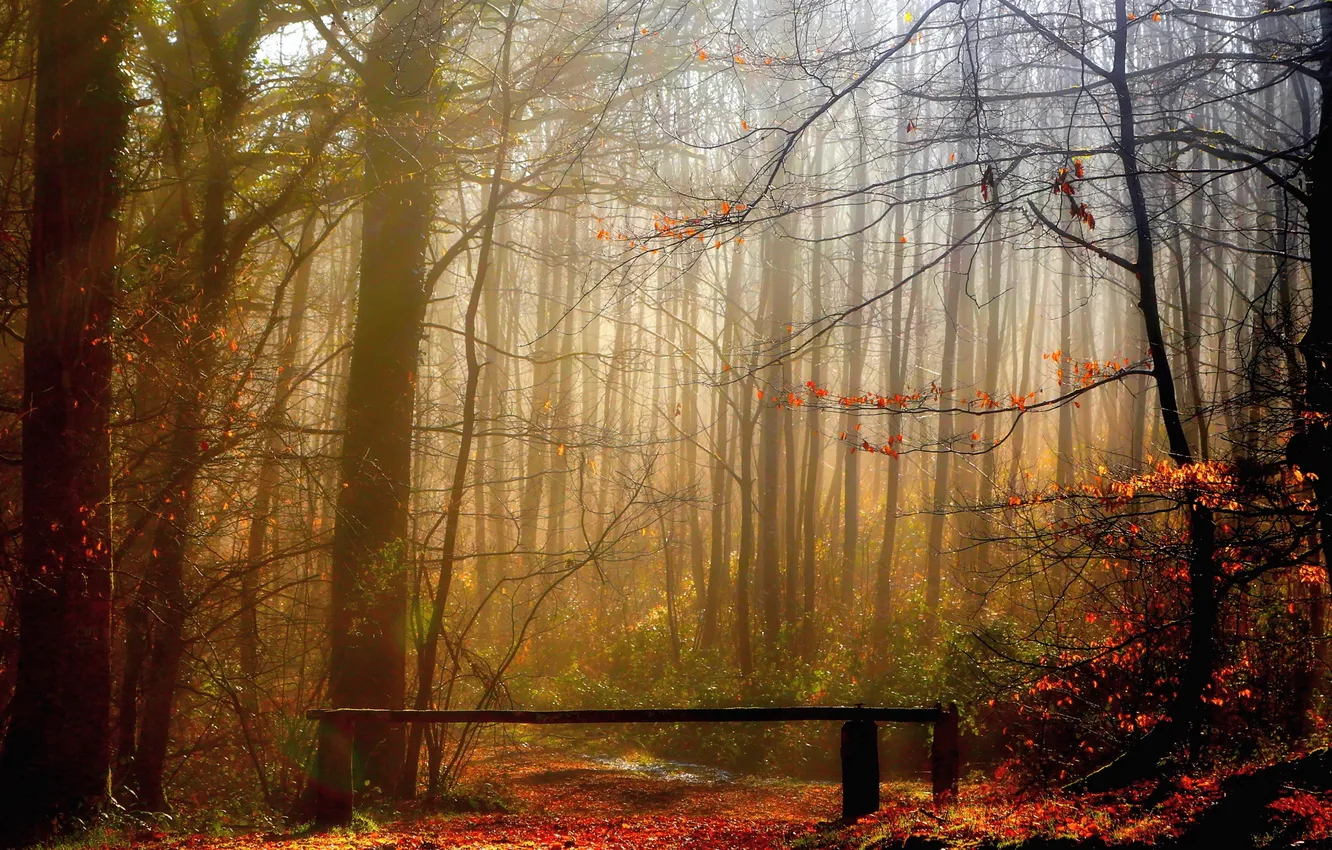 Photo wallpaper autumn, forest, fog