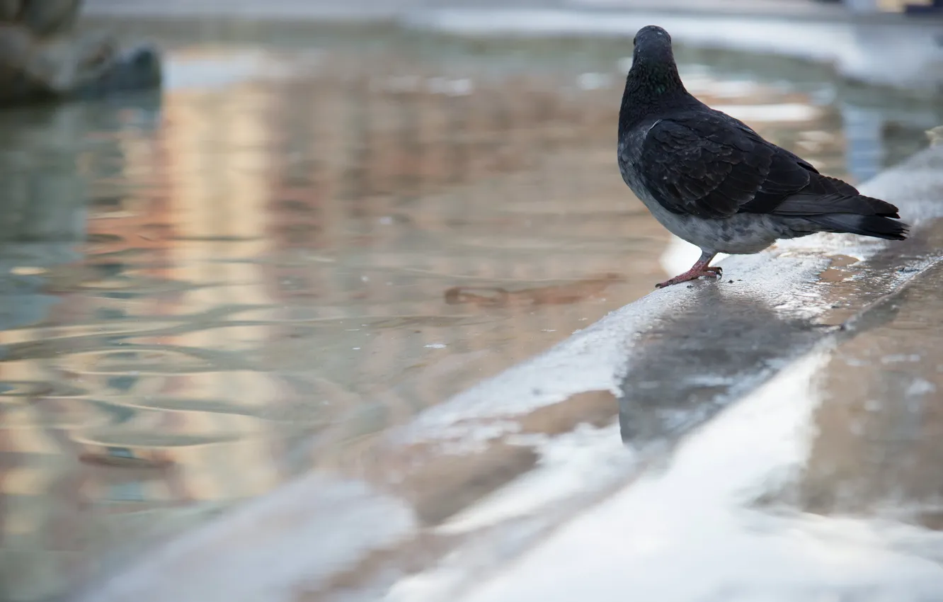 Photo wallpaper bird, street, pigeons