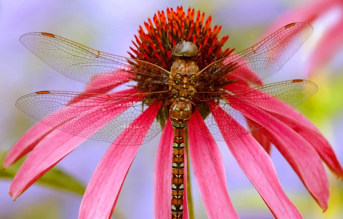 Photo wallpaper flowers, dragonfly, petals, insect