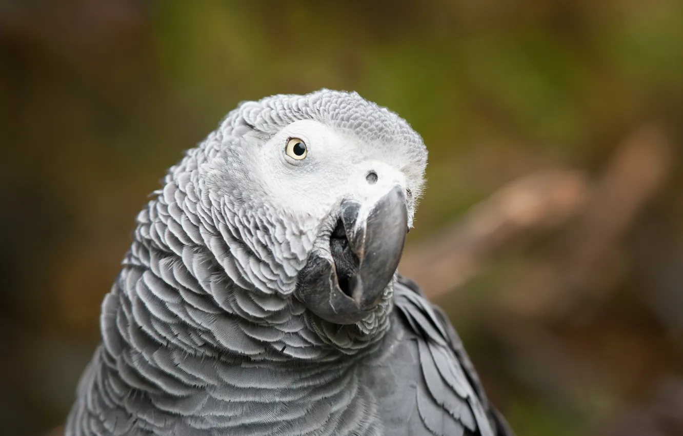 Photo wallpaper bird, parrot, Jaco