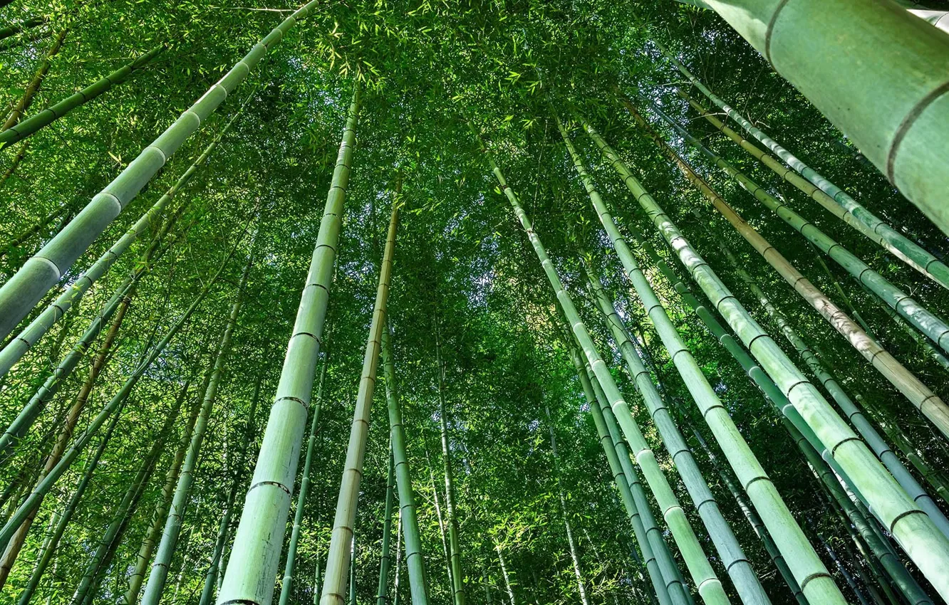Photo wallpaper summer, green, bamboo, summer, trees, nature, sunlight