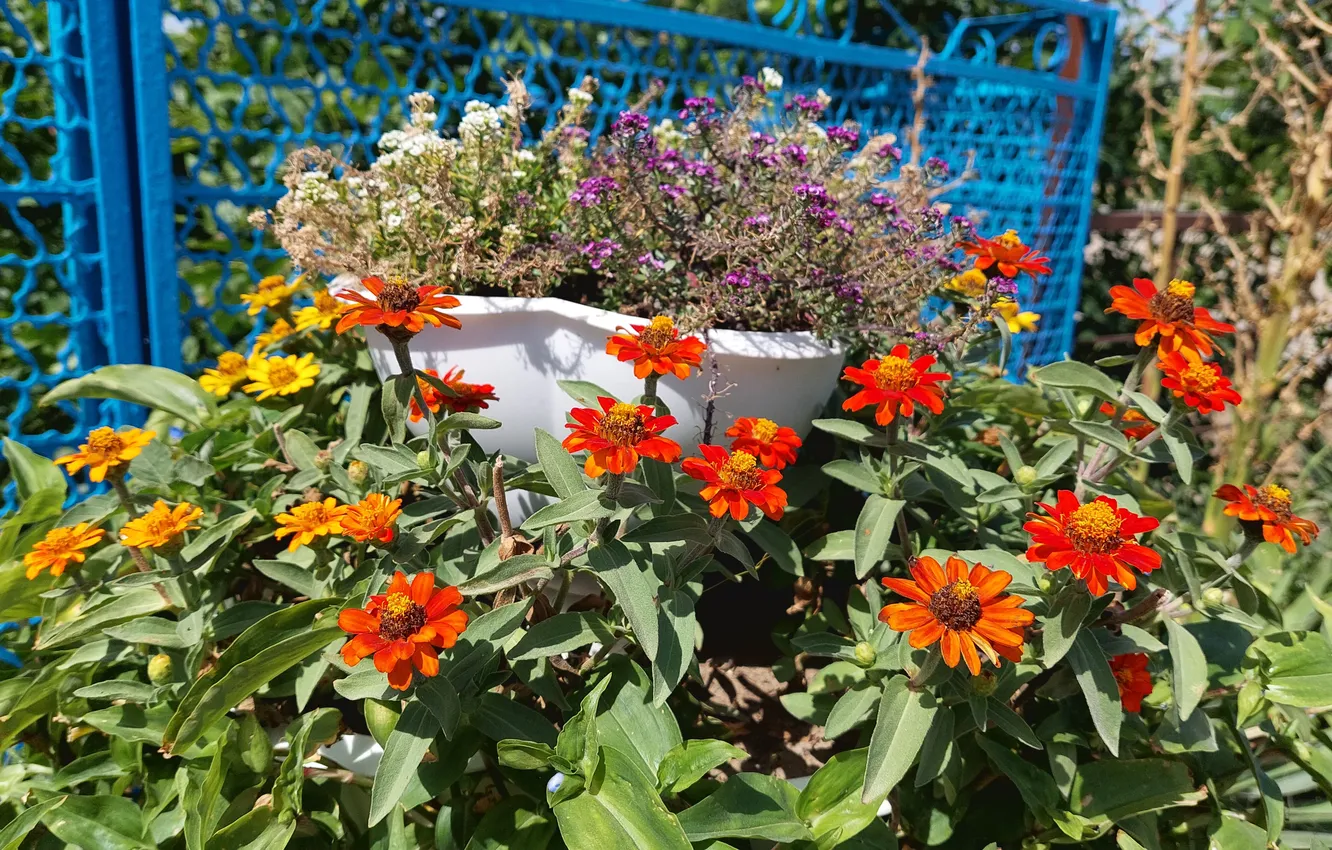 Photo wallpaper flowers, flowerbed, zinnia, summer 2024