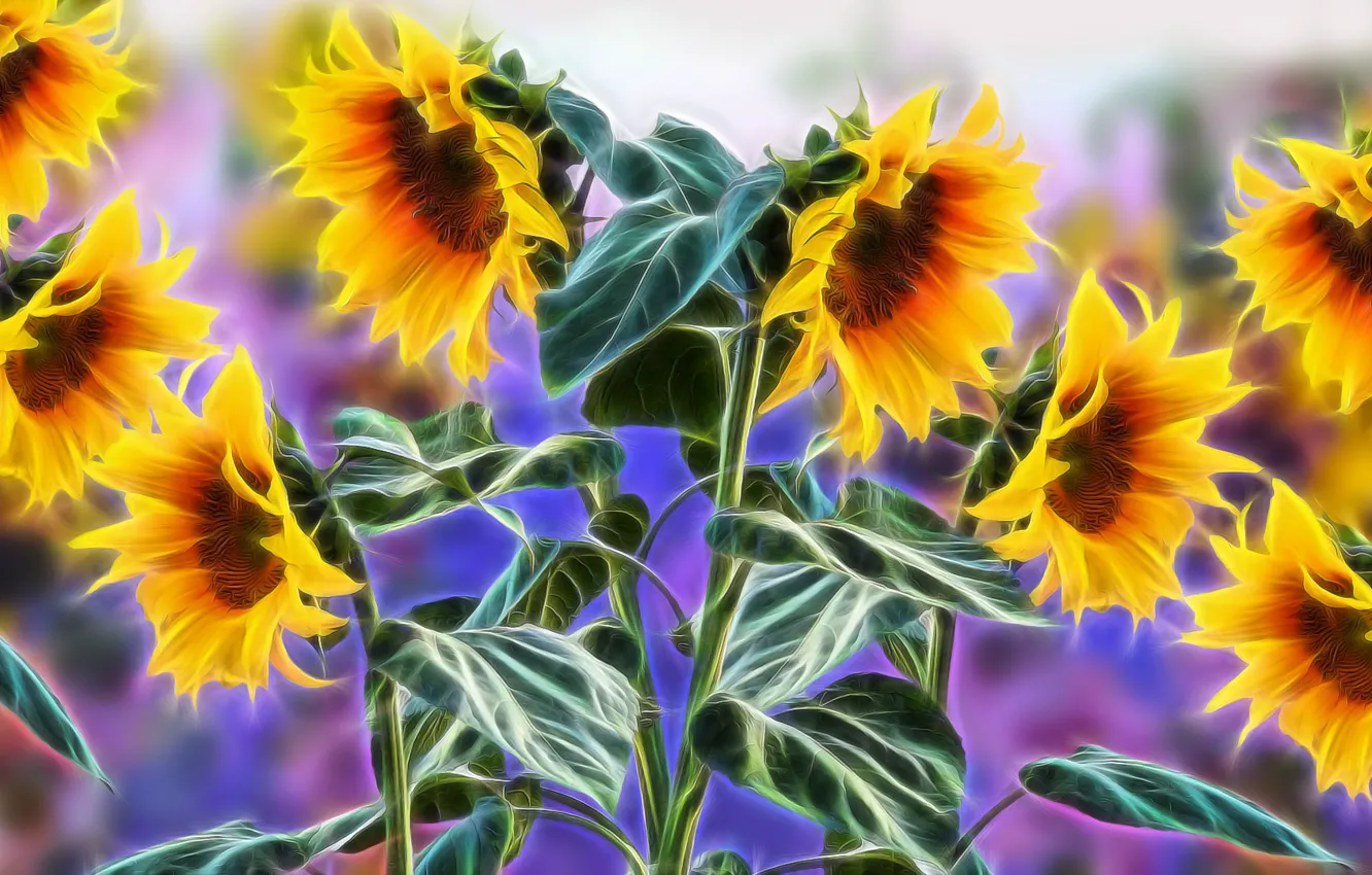 Photo wallpaper Graphics, Flowers, Sunflowers, Fractailus