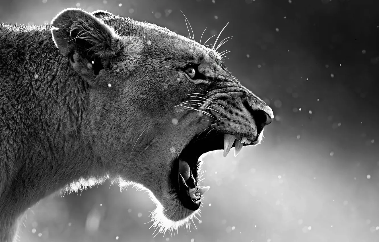 Photo wallpaper lion, anima, big cat, roaring