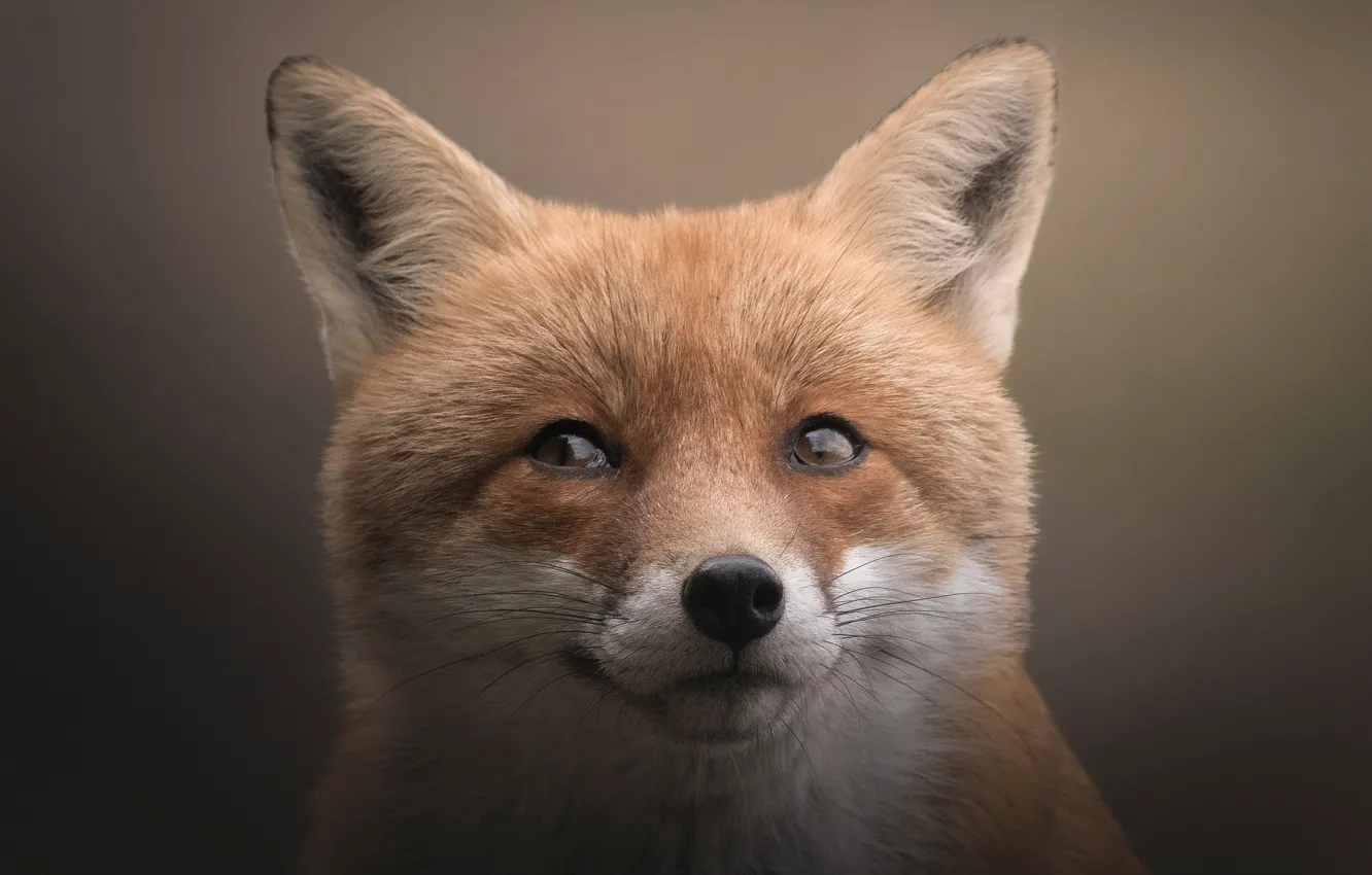 Photo wallpaper look, face, close-up, nature, pose, portrait, Fox, red