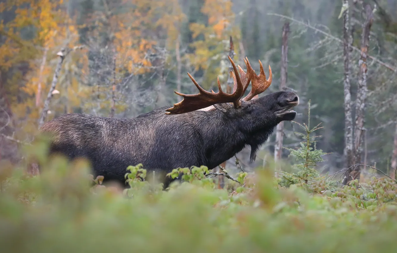 Photo wallpaper autumn, forest, face, nature, horns, profile, moose