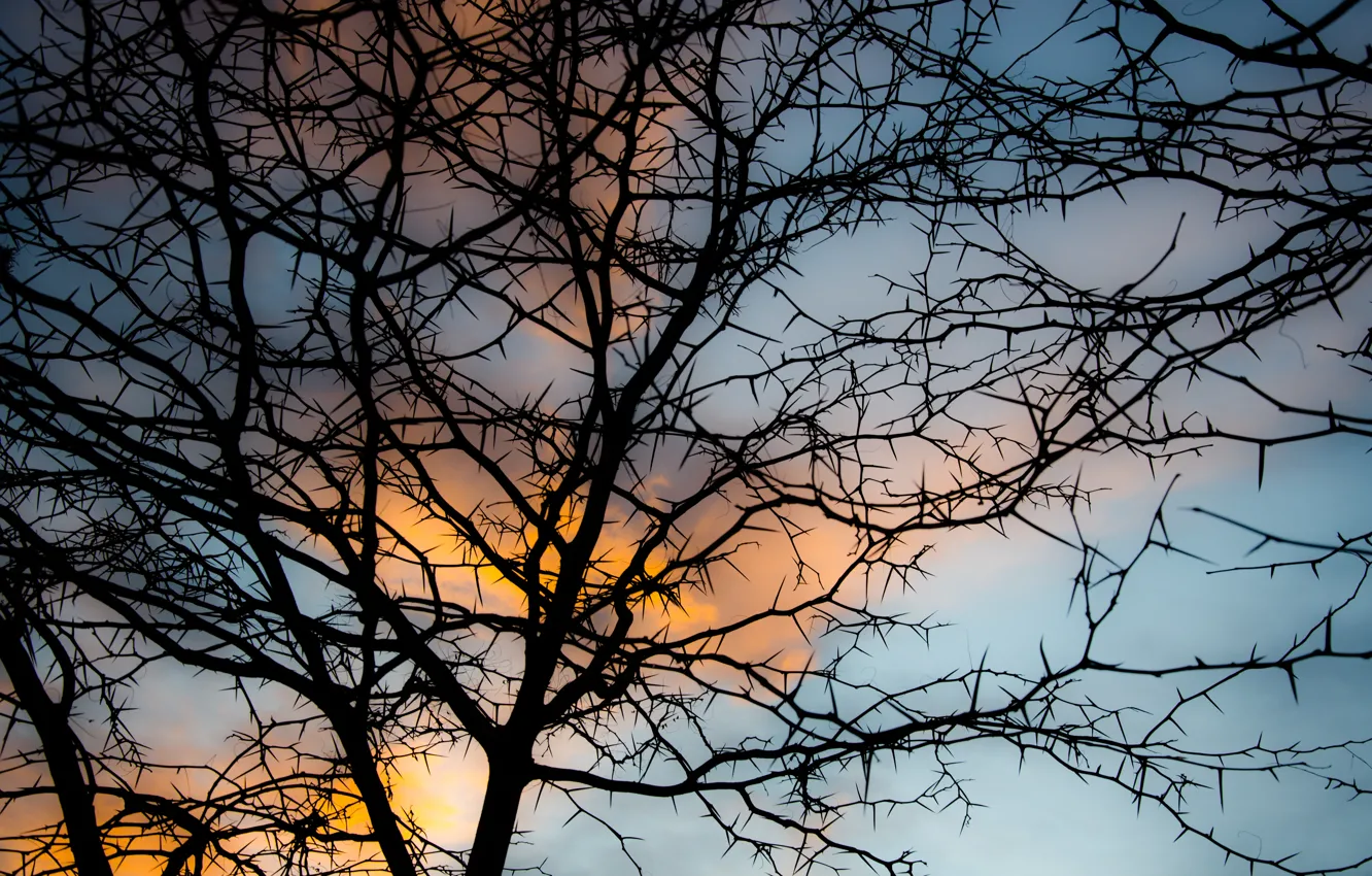 Photo wallpaper the sky, clouds, branches, branch, soft light, sunset sky, sunset . blue