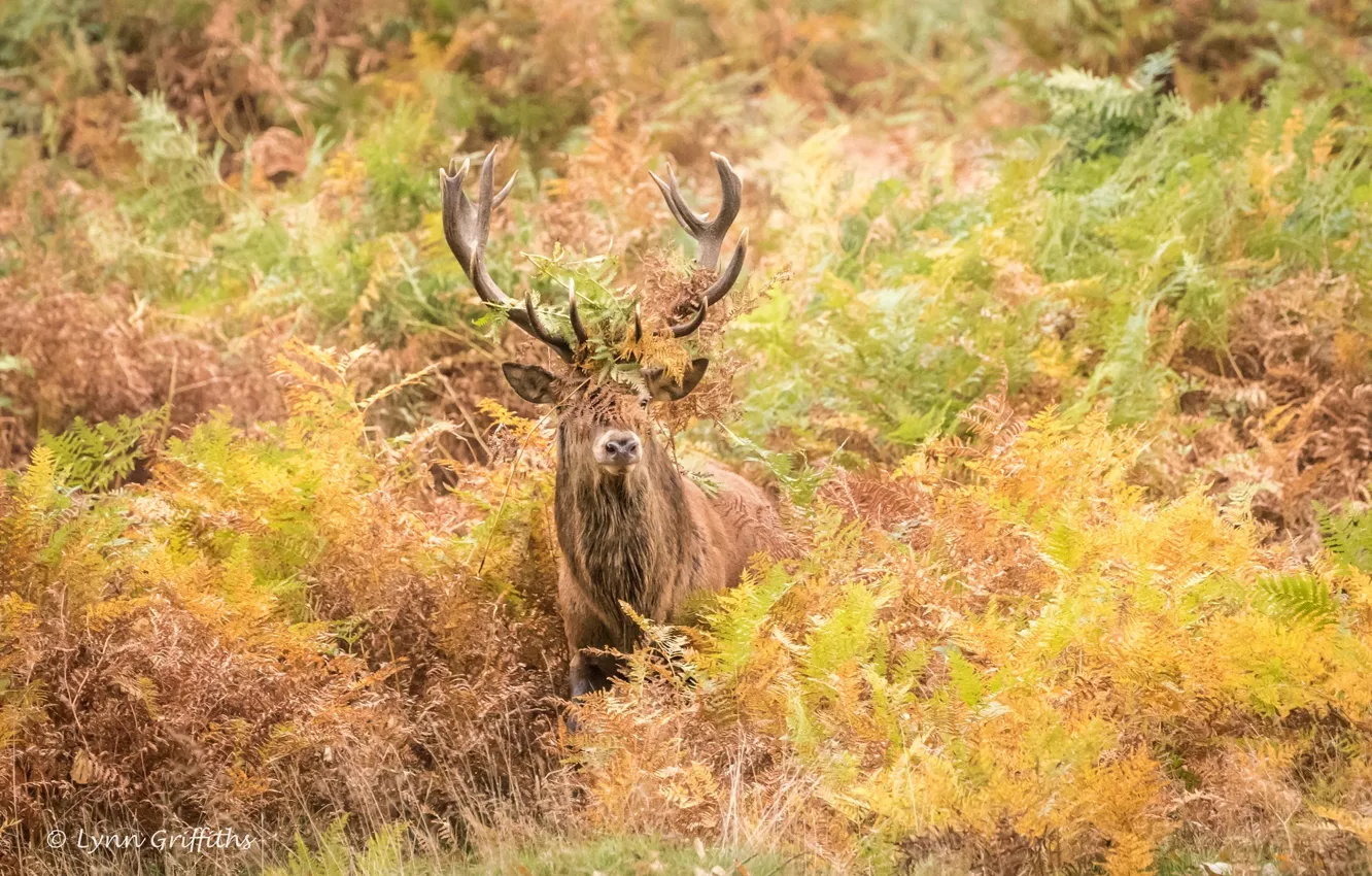 Photo wallpaper autumn, thickets, deer, horns