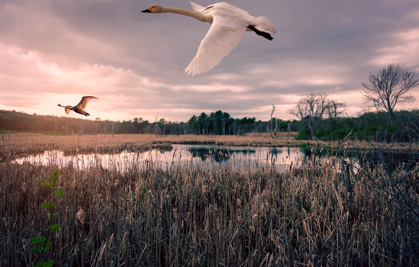 Photo wallpaper autumn, pond, swans