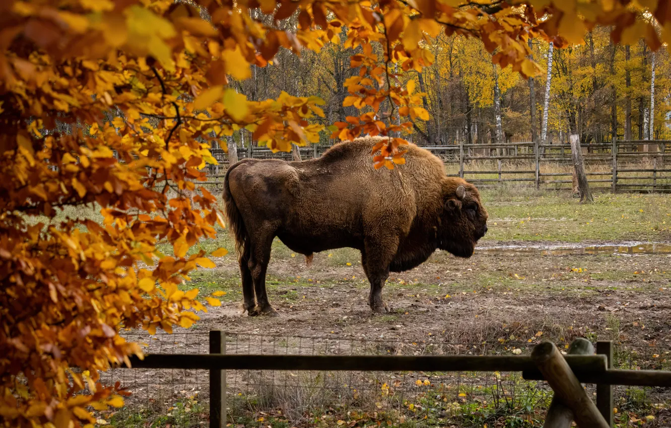 Photo wallpaper field, autumn, branches, foliage, the fence, pasture, bull, Buffalo