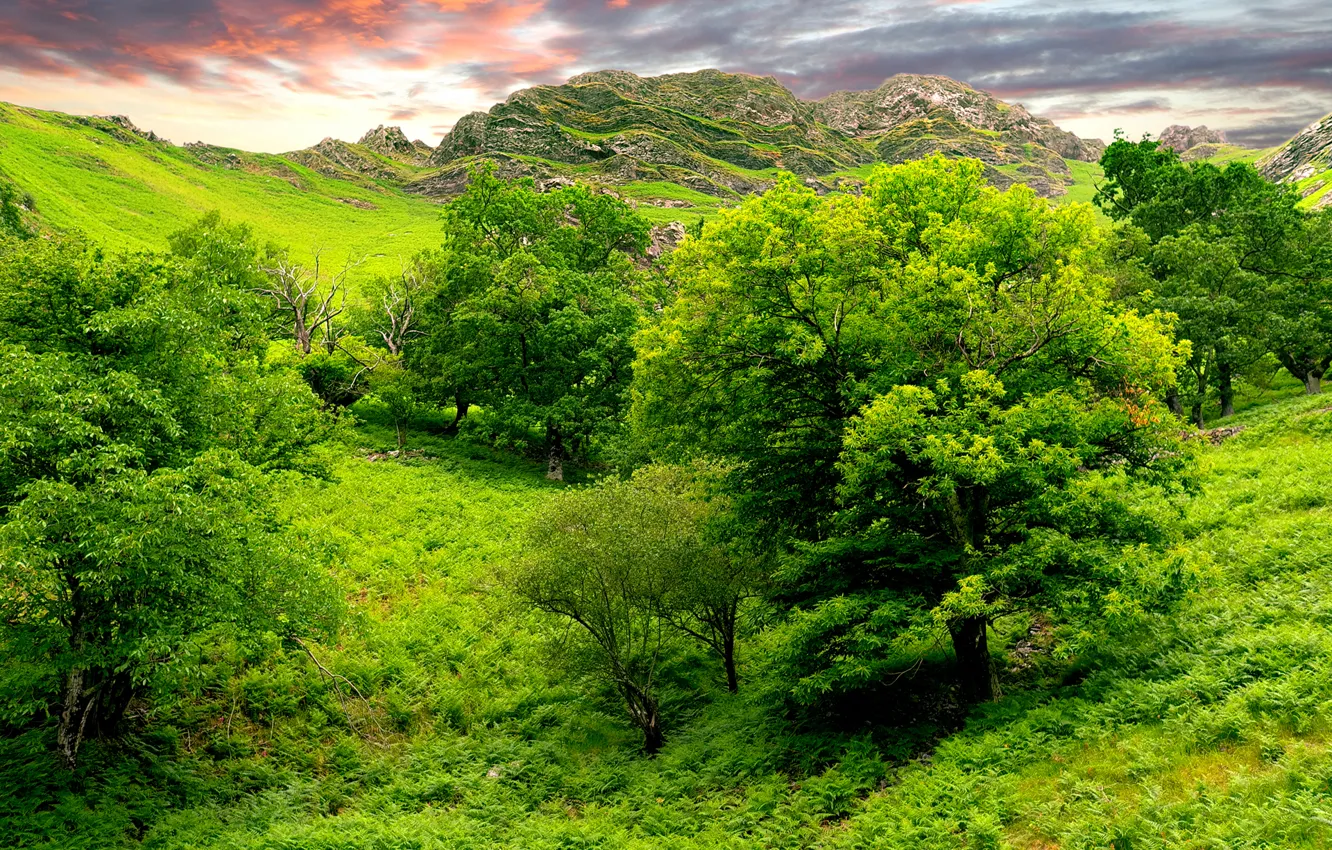 Photo wallpaper greens, the sky, trees, nature, hills, India