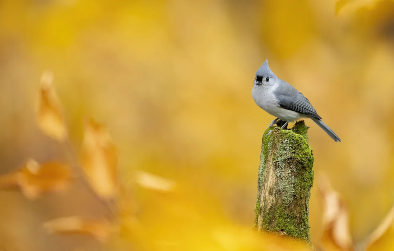 Photo wallpaper autumn, nature, bird, foliage, yellow background, bokeh, tit, long-tailed tit