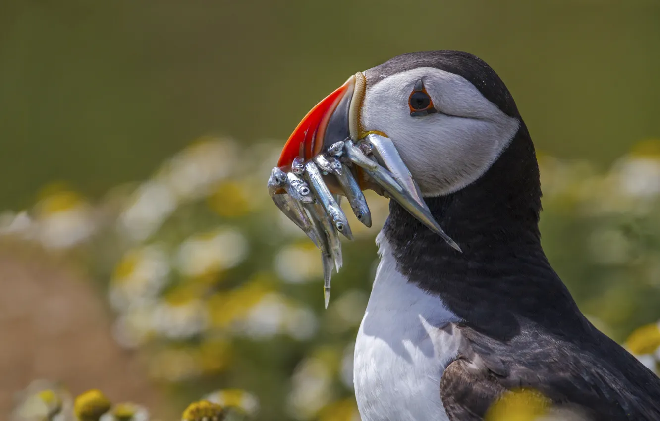 Photo wallpaper look, bird, portrait, fish, stalled, mining