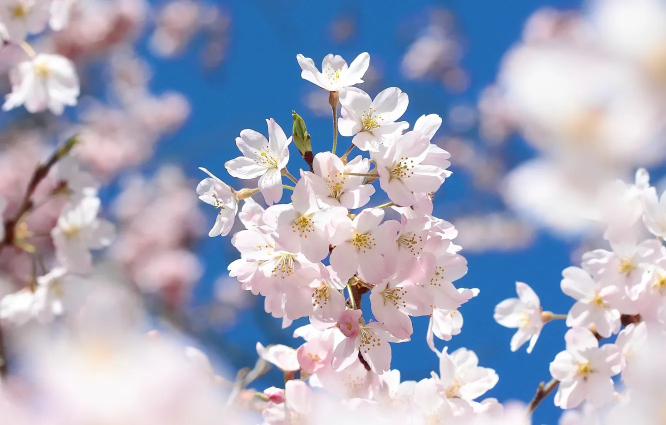 Photo wallpaper macro, flowers, branches, cherry, spring, Sakura, flowering