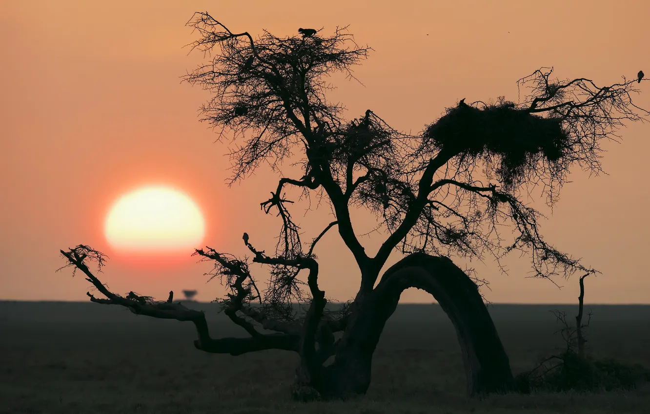 Photo wallpaper sunset, Tanzania, Serengeti