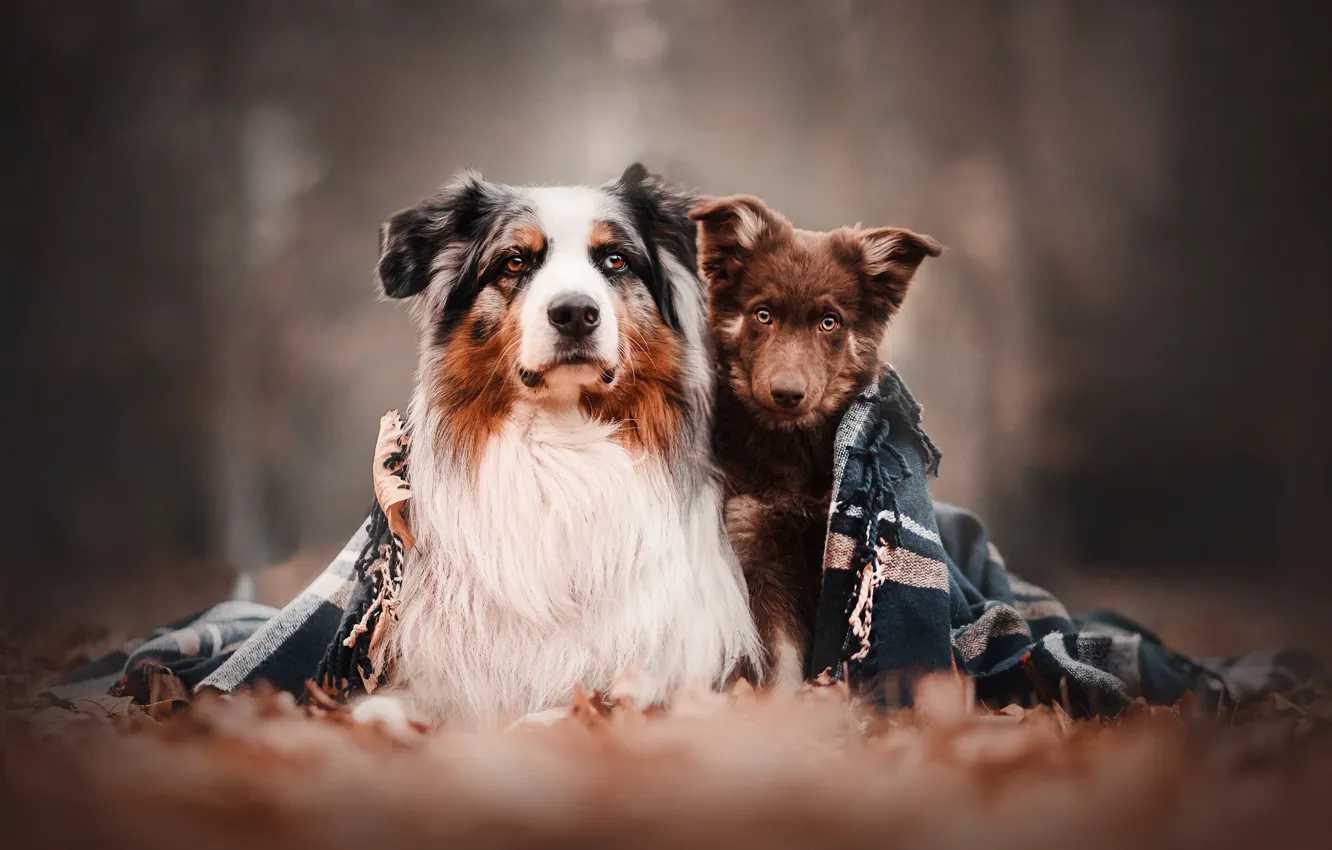 Photo wallpaper nature, each, dog