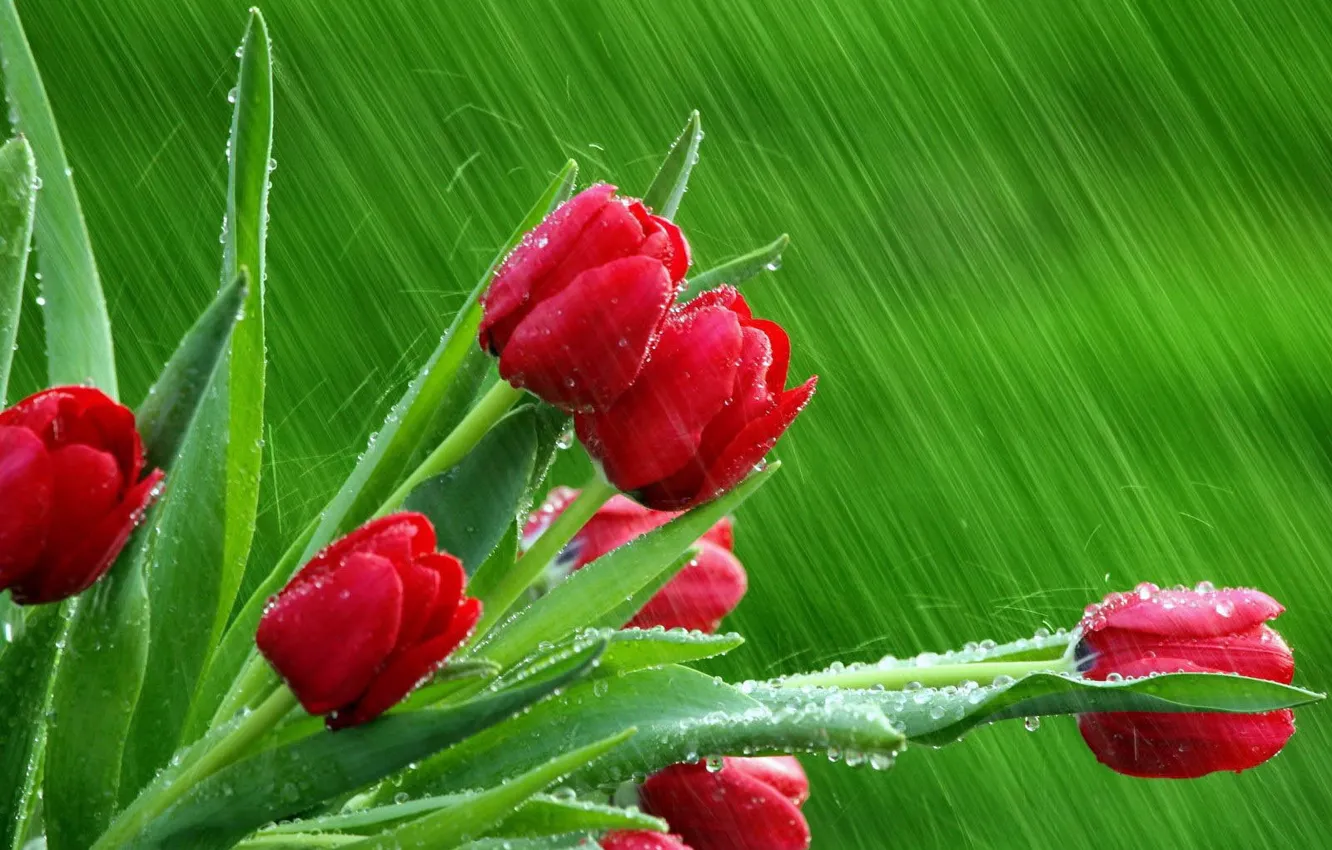 Photo wallpaper drops, green, tulips