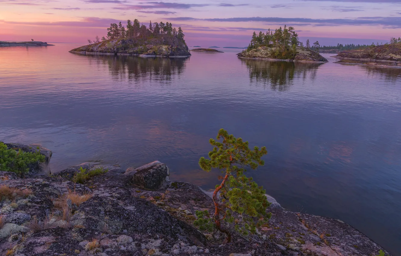 Photo wallpaper Islands, trees, landscape, nature, dawn, morning, Lake Ladoga, Karelia