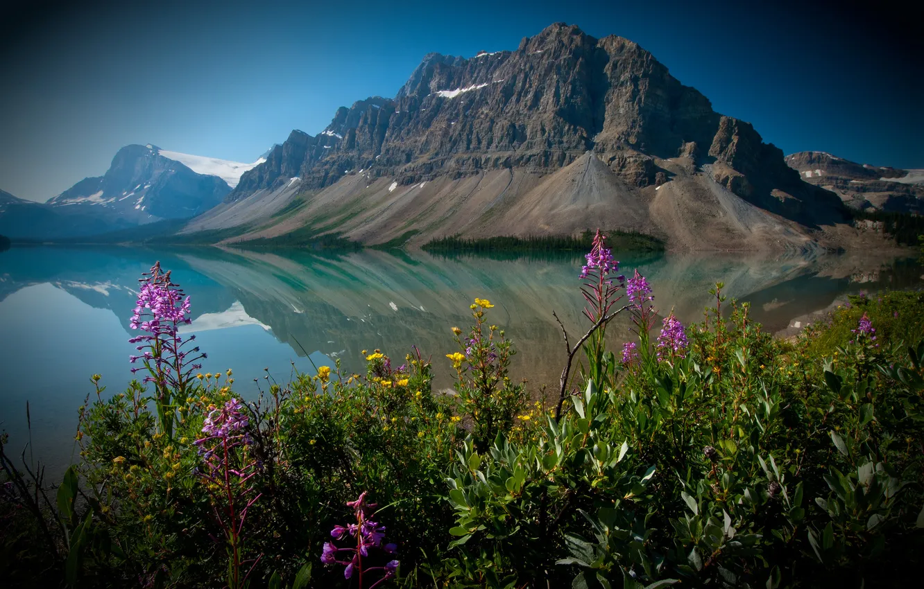 Photo wallpaper flowers, Canada, Albert, Banff National Park, Alberta, Canada, Banff, Canadian Rockies