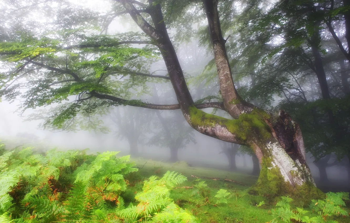 Photo wallpaper trees, landscape, nature, fog