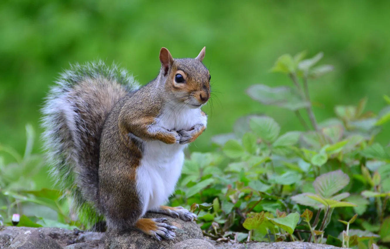 Photo wallpaper greens, grass, protein