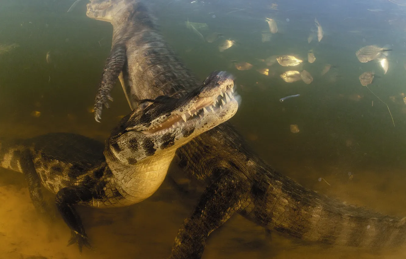 Photo wallpaper fishes, Brasil, Caiman, Pantanal, Crocodiles, Mato Grosso