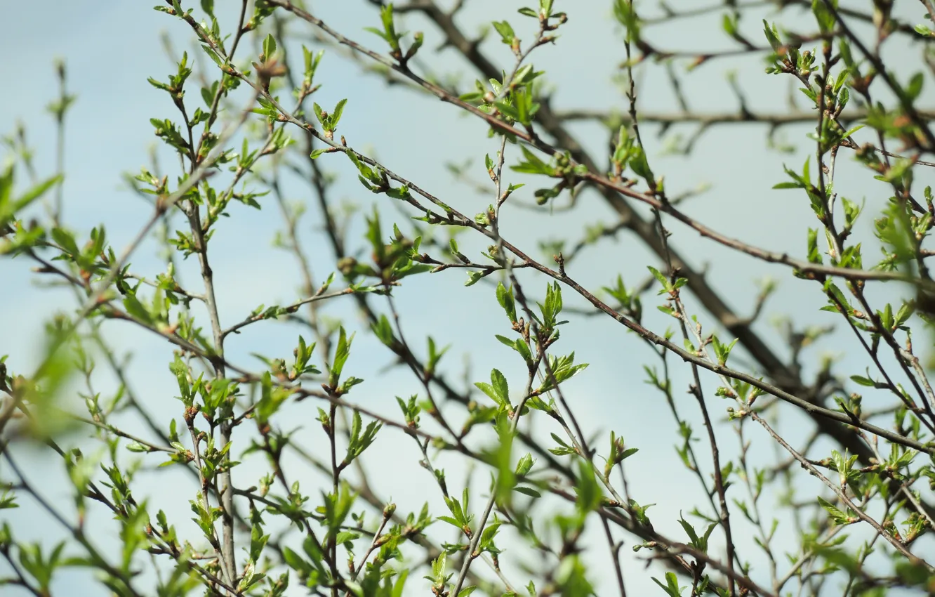 Photo wallpaper leaves, trees, branch, spring