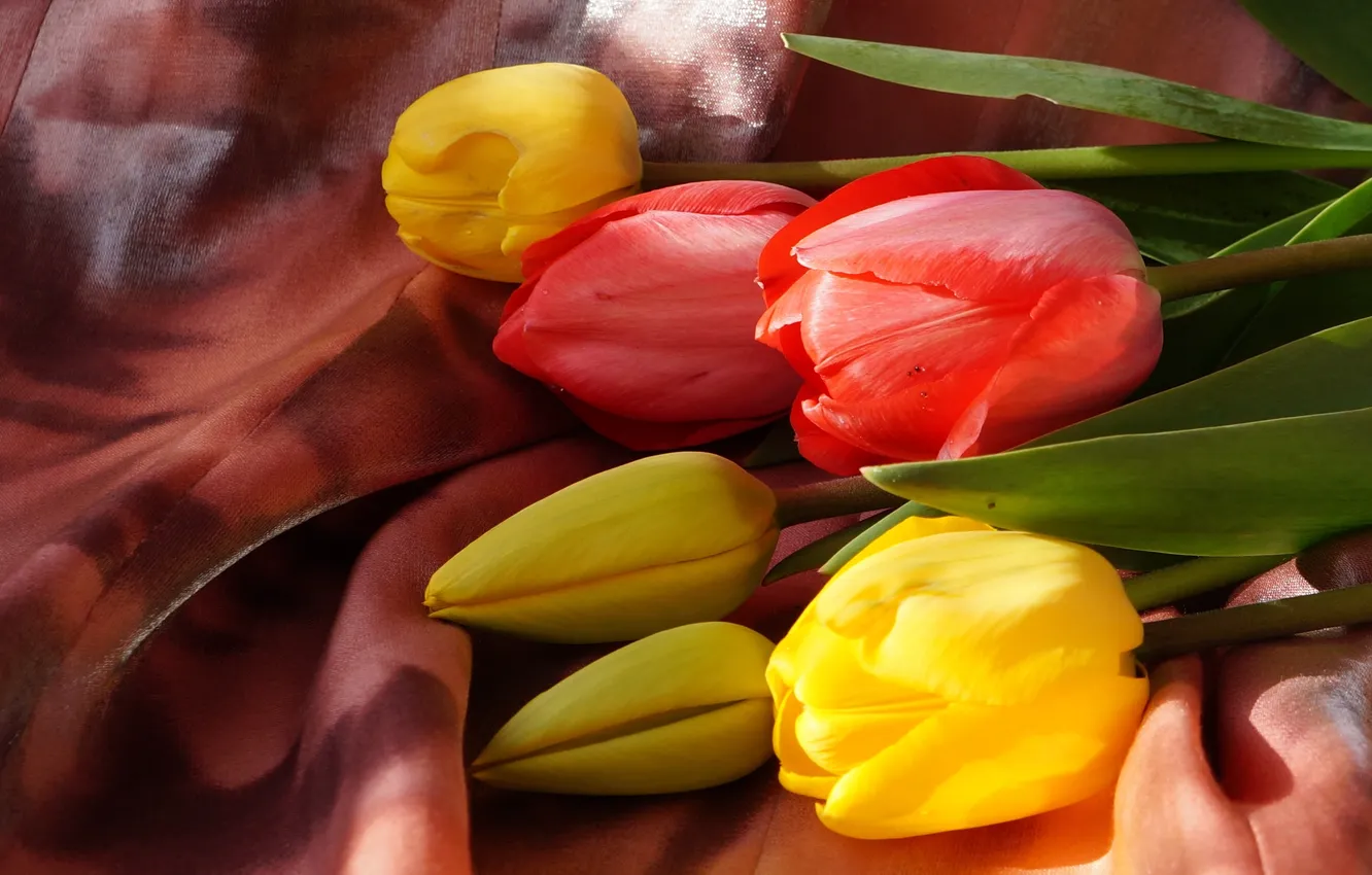 Photo wallpaper flowers, tulips, spring