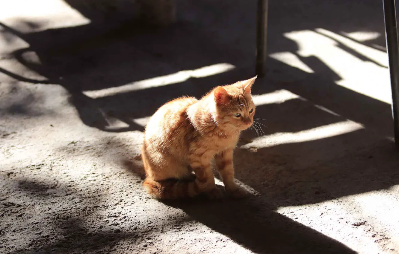 Photo wallpaper cat, light, kitty, baby, red, shadows, kitty, the sidewalk