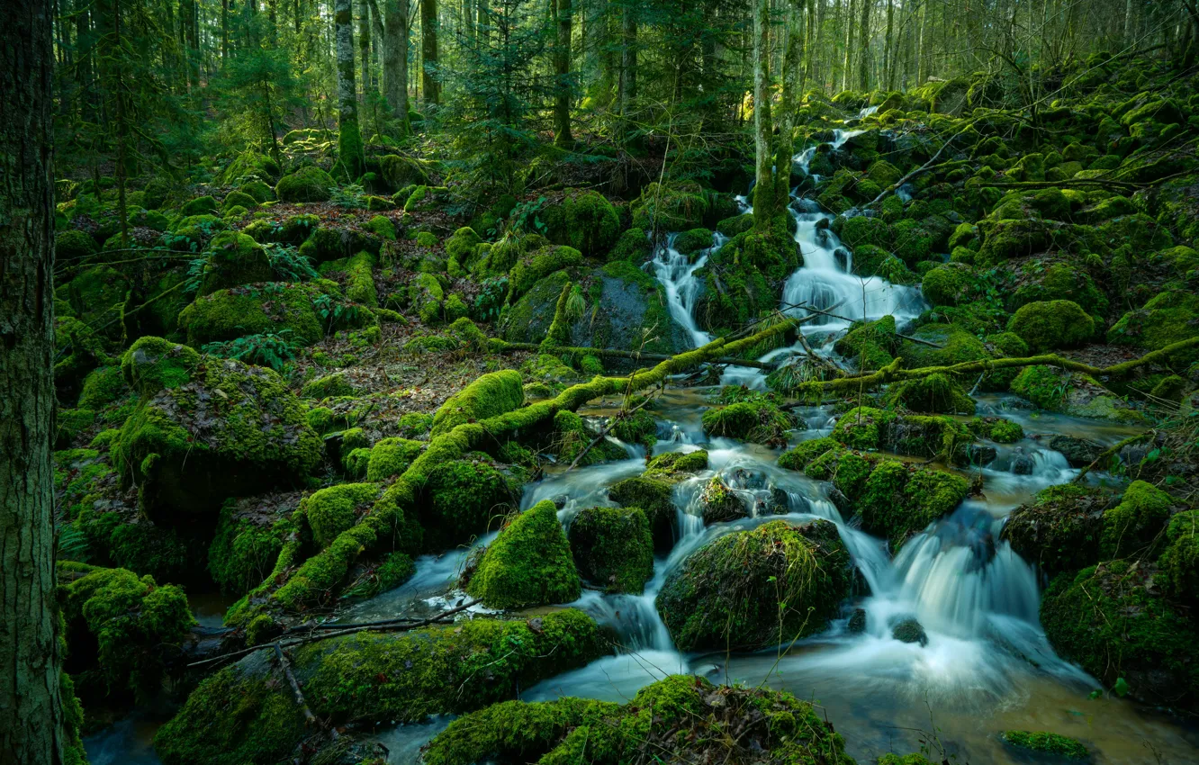 Photo wallpaper forest, water, trees, stream, moss