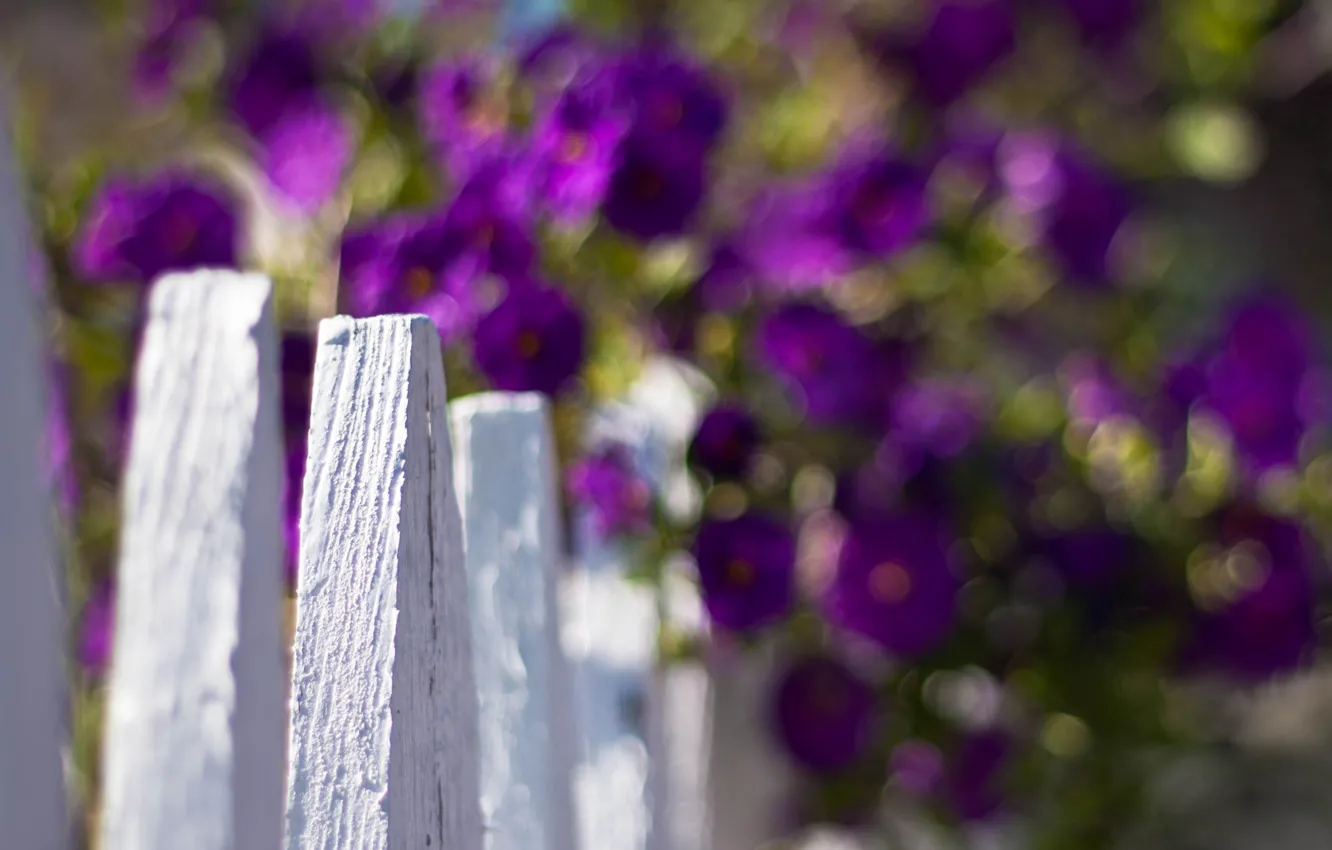 Photo wallpaper white, purple, macro, flowers, background, widescreen, Wallpaper, the fence