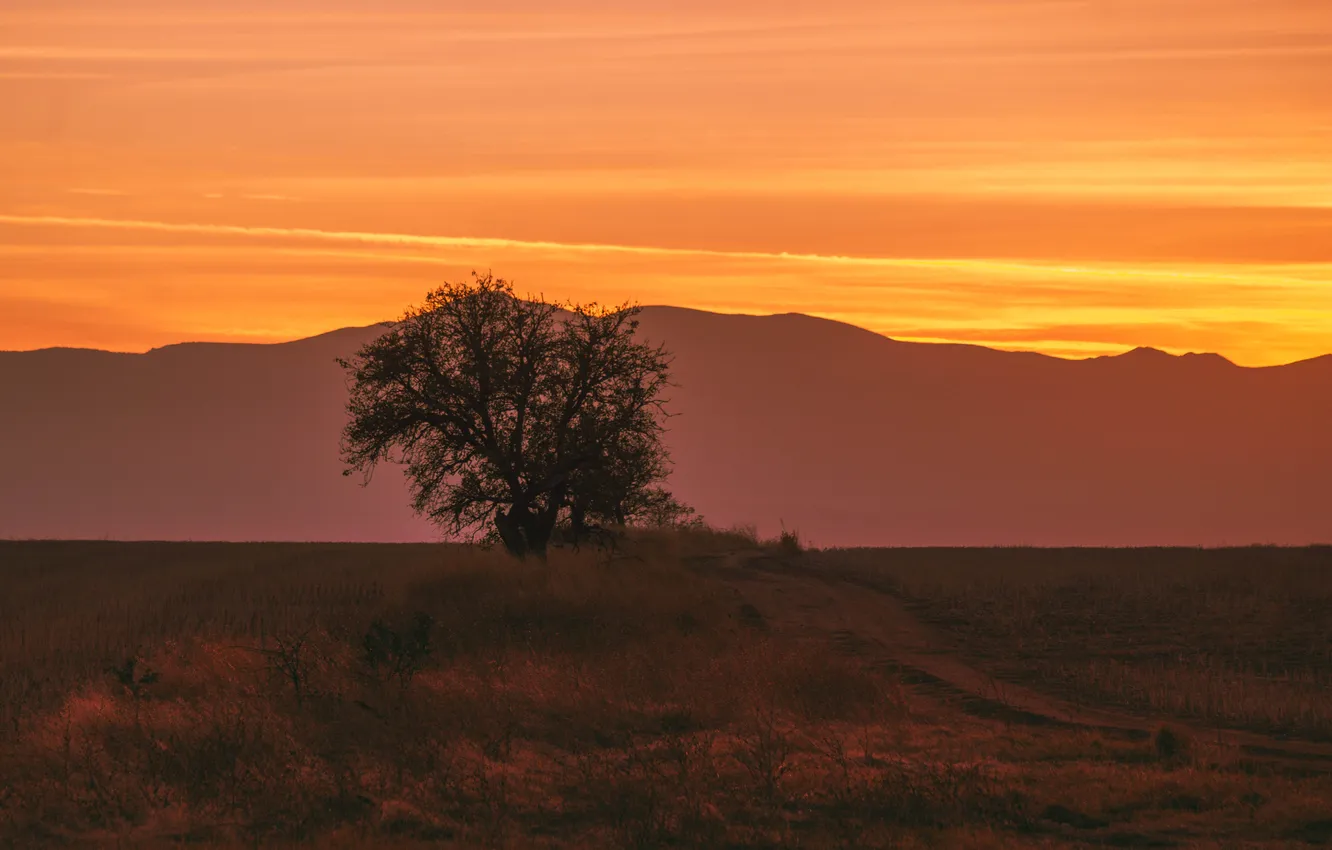 Photo wallpaper field, mountains, the evening, space, lonely tree, sunset, Nikolov Andriyan