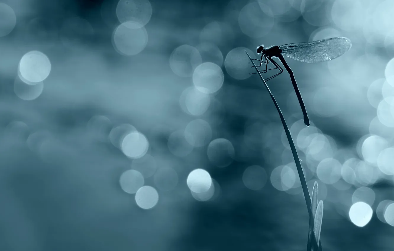 Photo wallpaper macro, light, glare, dragonfly, silhouette, insect, a blade of grass, bokeh