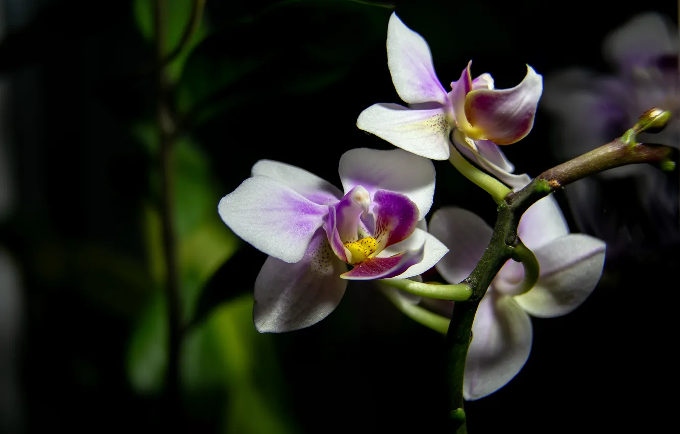 Photo wallpaper macro, flowers, Orchid, macro shooting