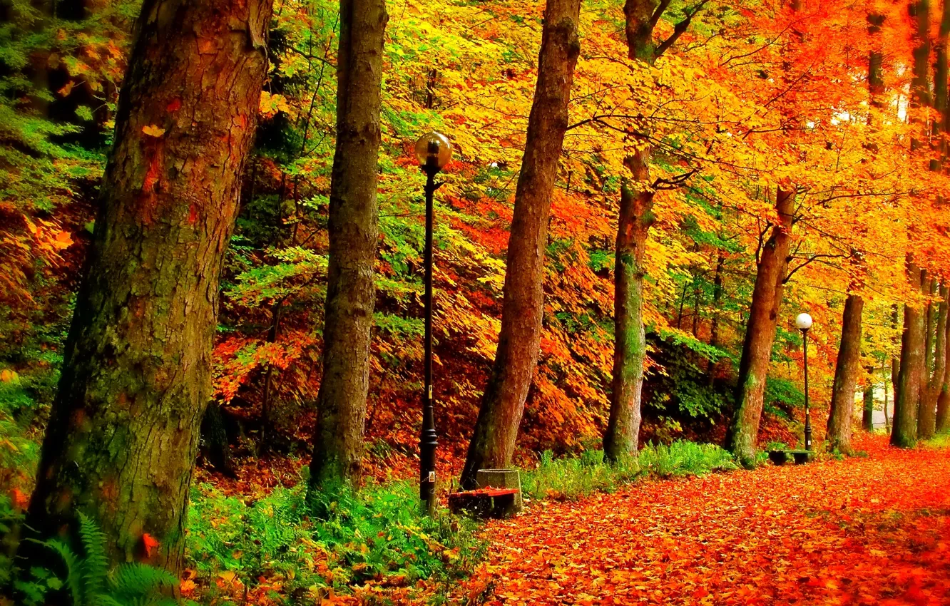 Photo wallpaper autumn, leaves, trees, Park, alley, bench