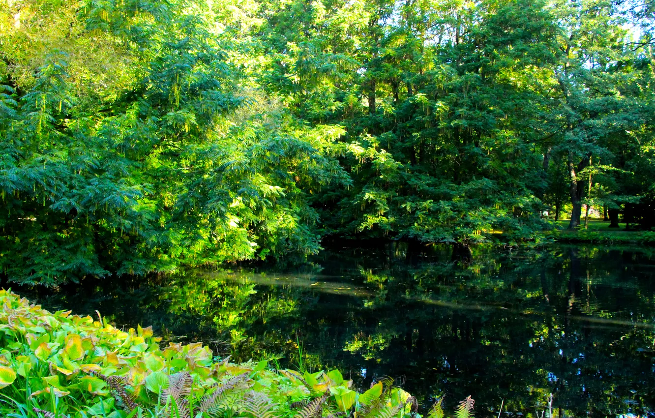 Photo wallpaper trees, park, pond