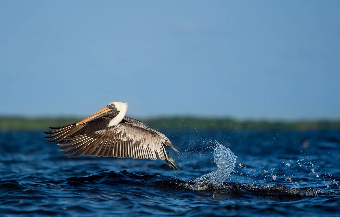 Photo wallpaper water, flight, splash, wildlife, pelican
