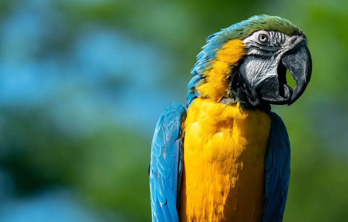 Photo wallpaper background, bird, beak, parrot, Blue-and-yellow macaw