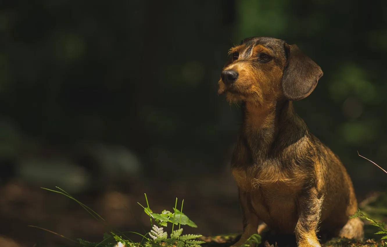 Photo wallpaper nature, each, dog