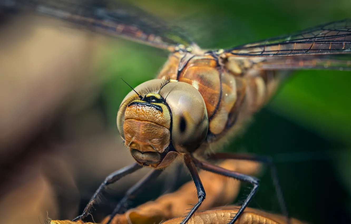 Photo wallpaper eyes, wings, legs, head, dragonfly, insect
