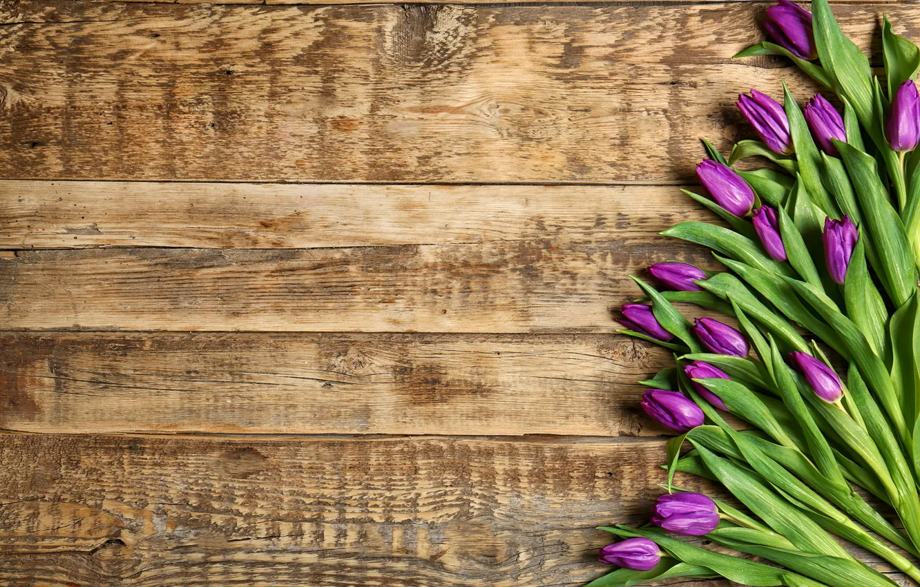 Photo wallpaper flowers, bouquet, tulips, wood, flowers, tulips, spring, purple