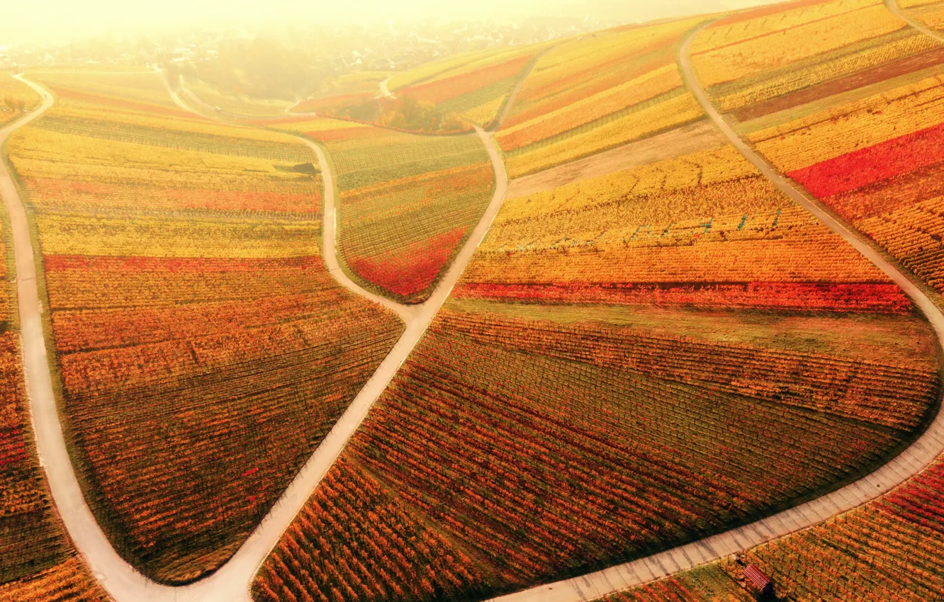 Photo wallpaper autumn, nature, vineyard