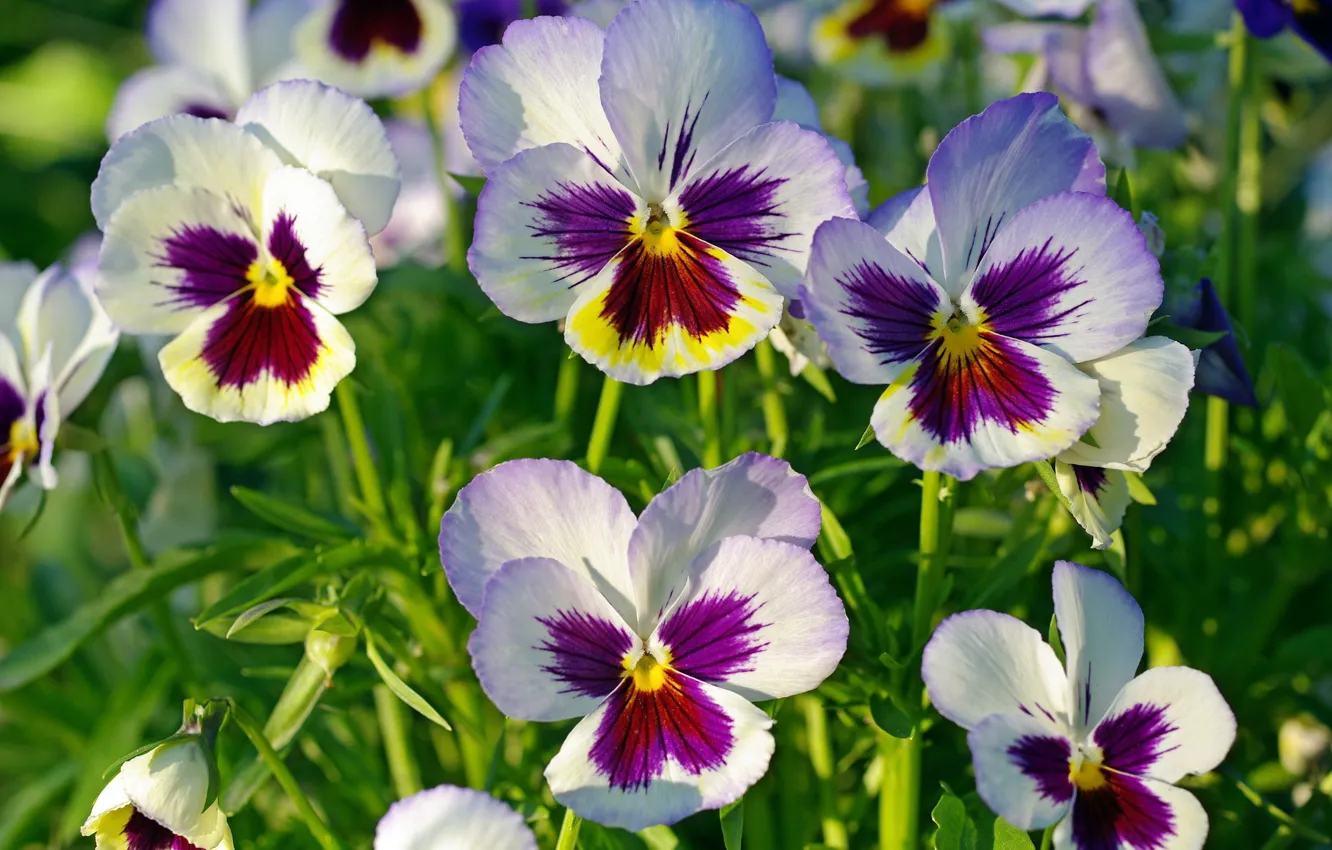 Photo wallpaper macro, petals, Pansy, viola